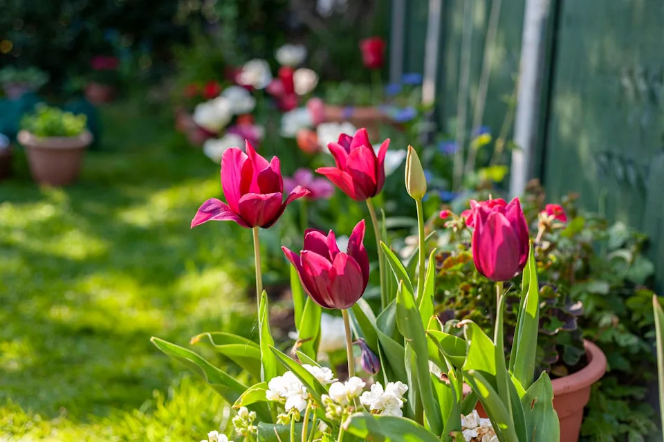 tulips in pots in spring garden