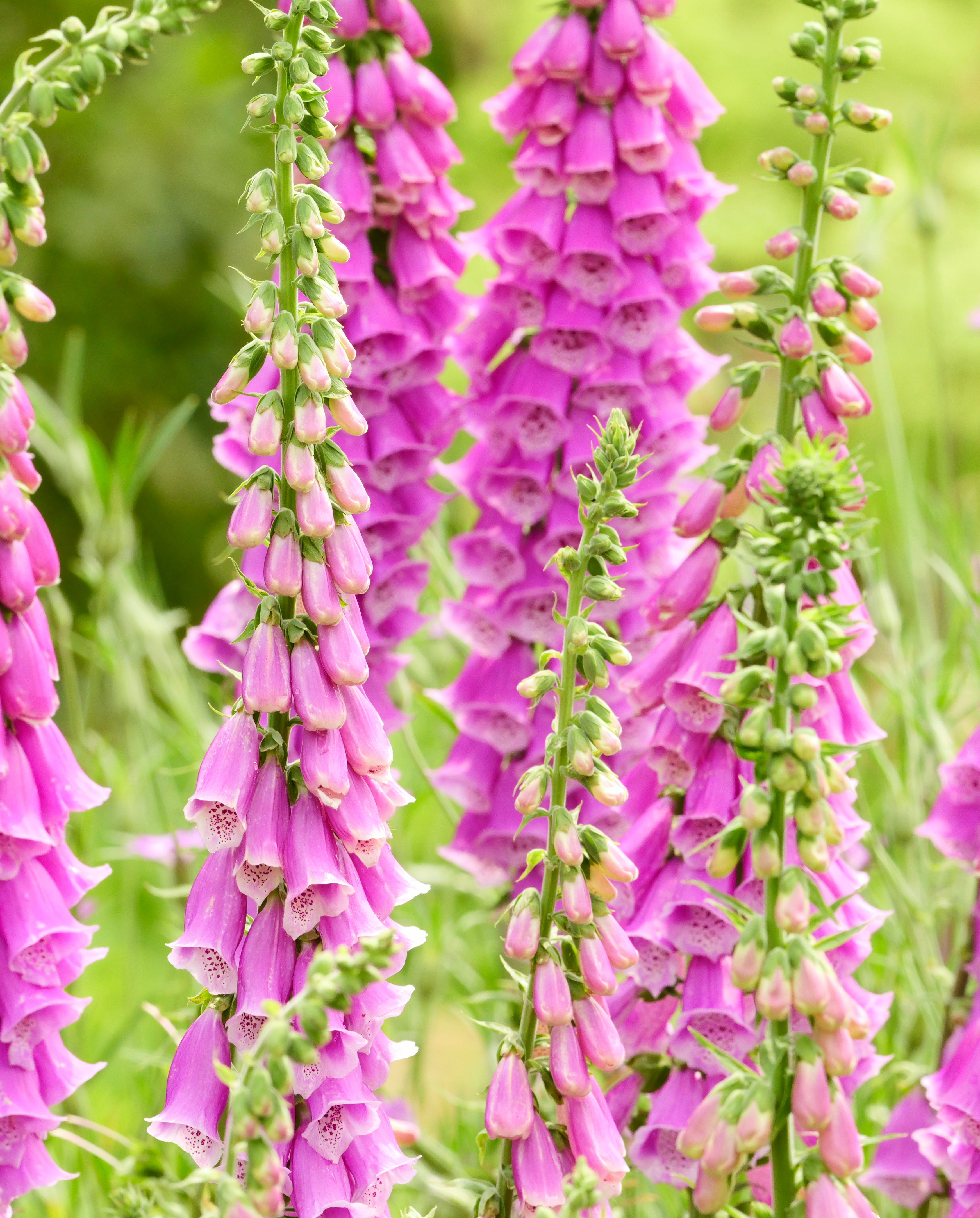 common foxglove