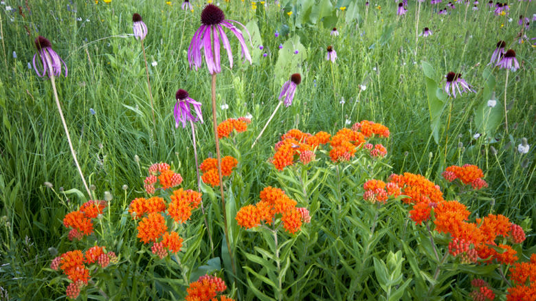 Coneflowers growing with orange blossomed butterfly weed