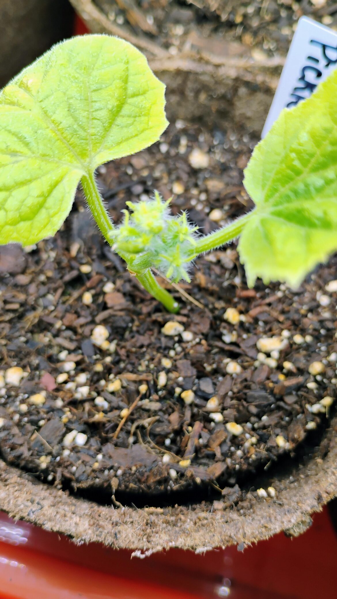 What is my cucumber doing??? What is my cucumber doing???