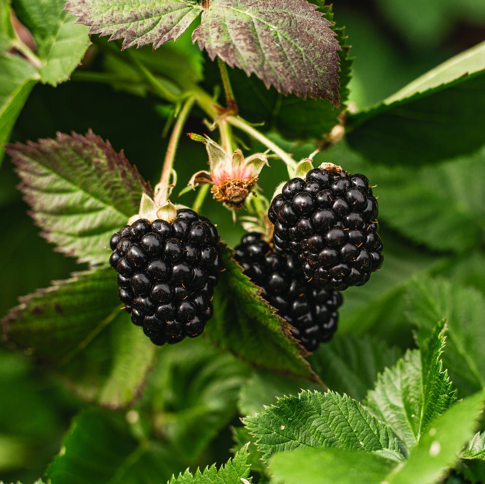 organic fresh blackberry in the bush. nature. healthy food organic fresh blackberry in the bush. nature. healthy food
