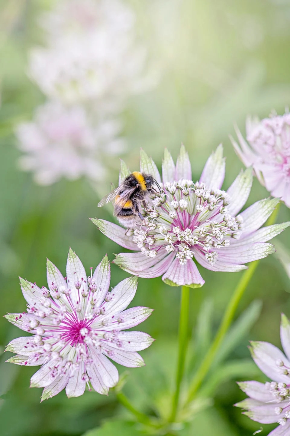 best perennials astrantia