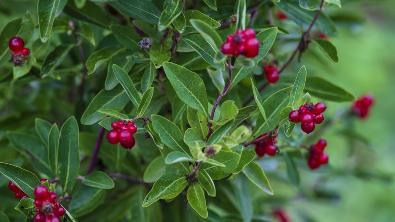 Fruits and leaves of bearberry bush.