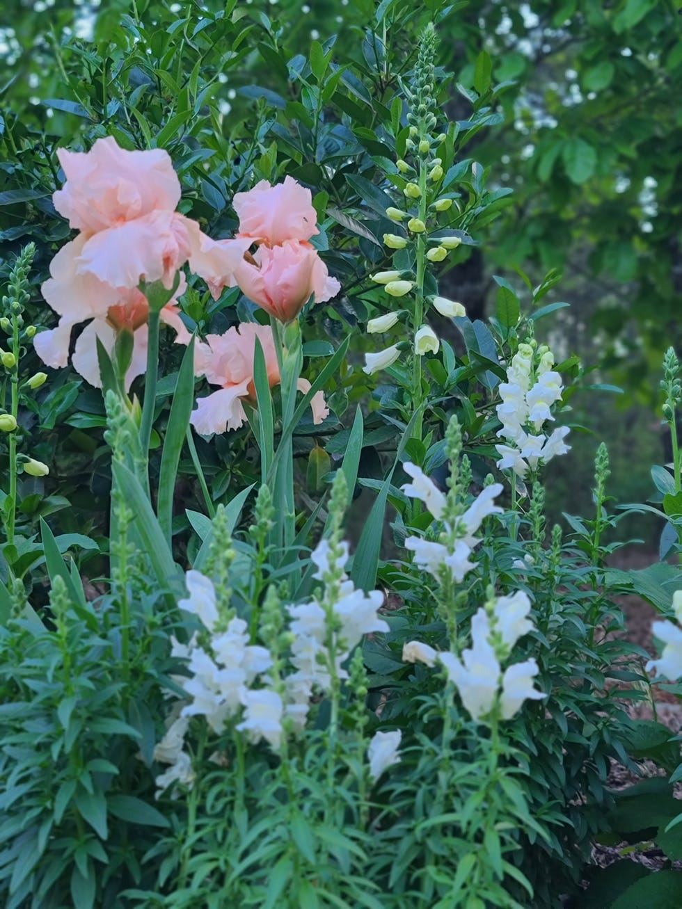 Bearded Iris dark brown cottage with roses in front