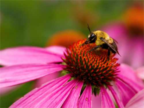 bee flower pink 500