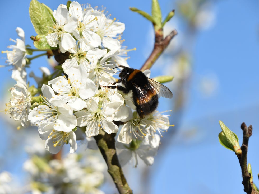 a bee captured in close up on the plum blossom against a beautiful blue sky during spring 2025. lovely detail and colour in these uplifting spring pictures they would work very well for illustrations.