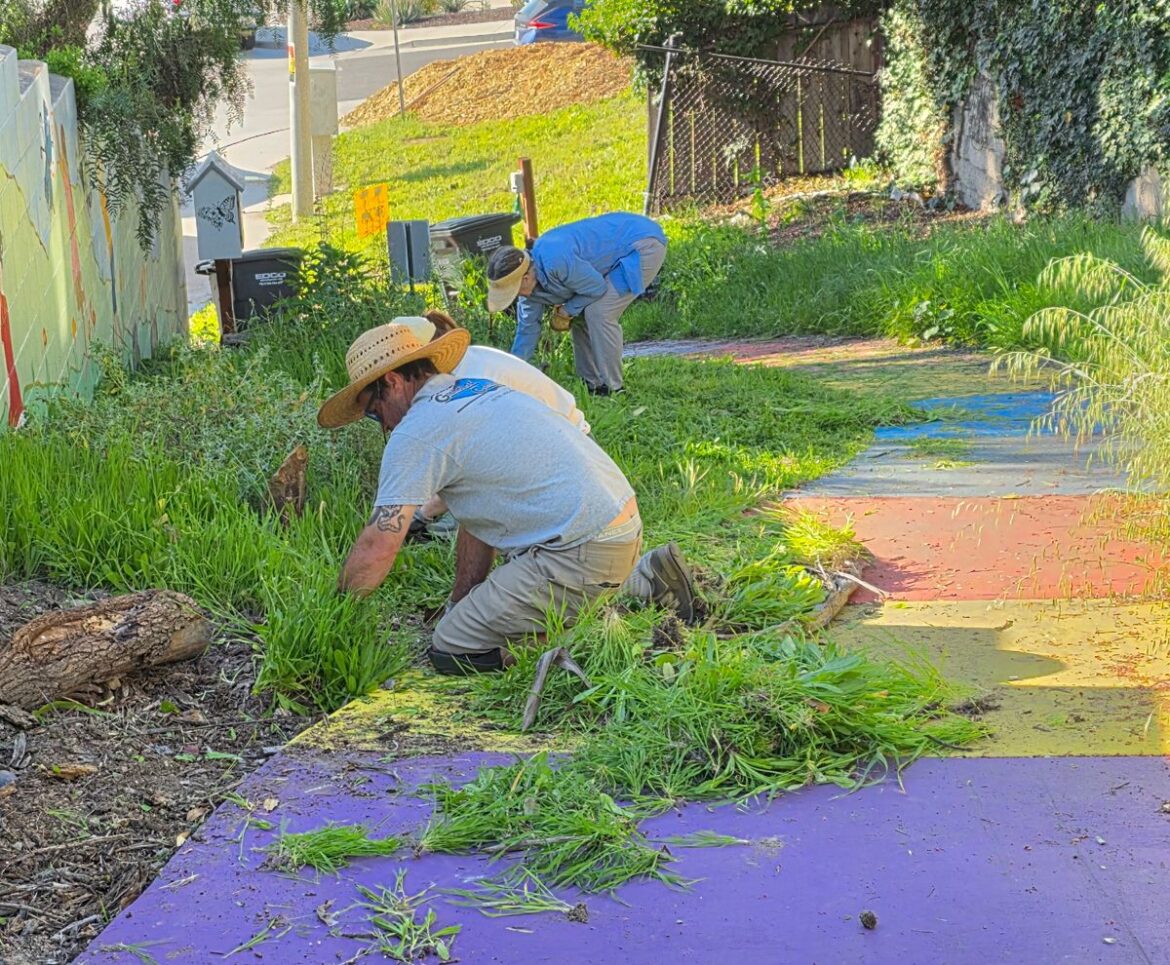 Busy Bee Co-op keeps buzzing with neighborhood gardening