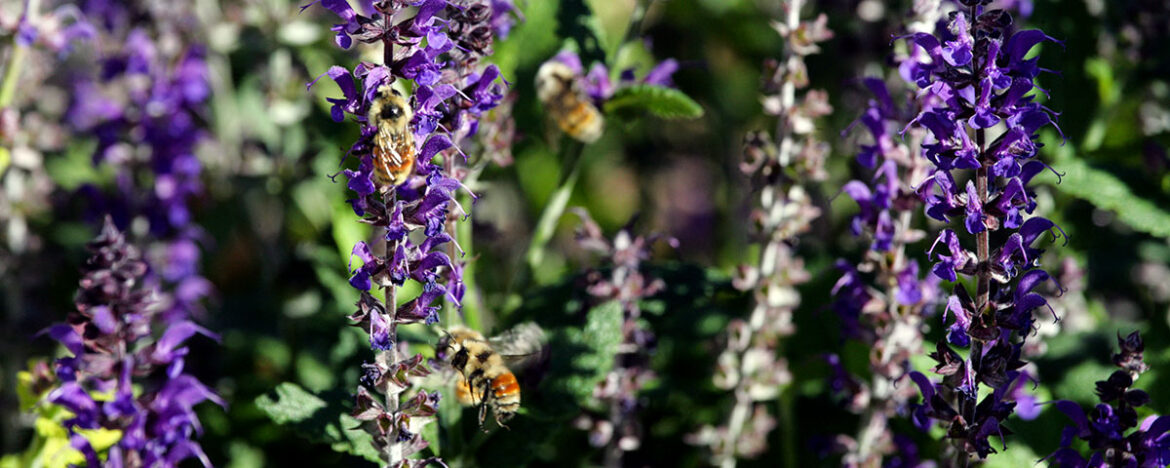 Backyard gardening for pollinators