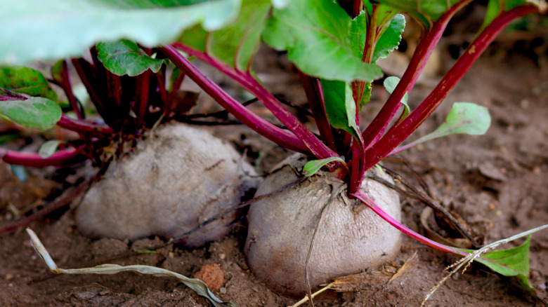 Beet growing in a garden