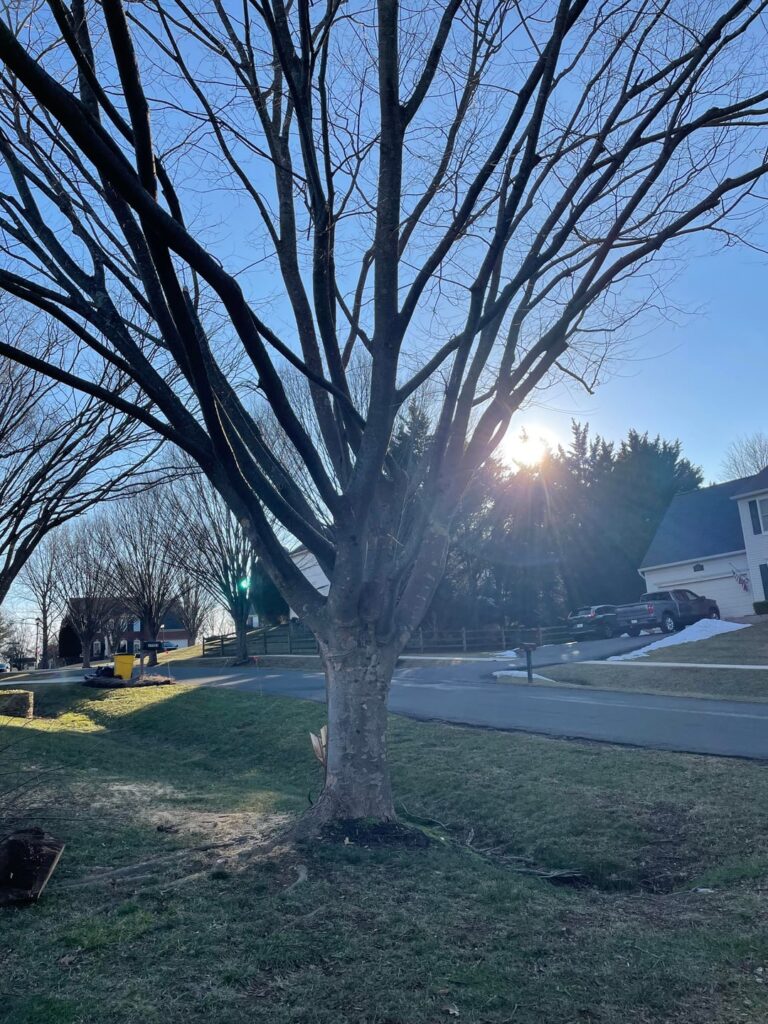 During a recent snow storm we had a big section of our tree ripped down by the heavy snow. Underlying mass looks reasonably healthy. Anything I can do to help it recover?