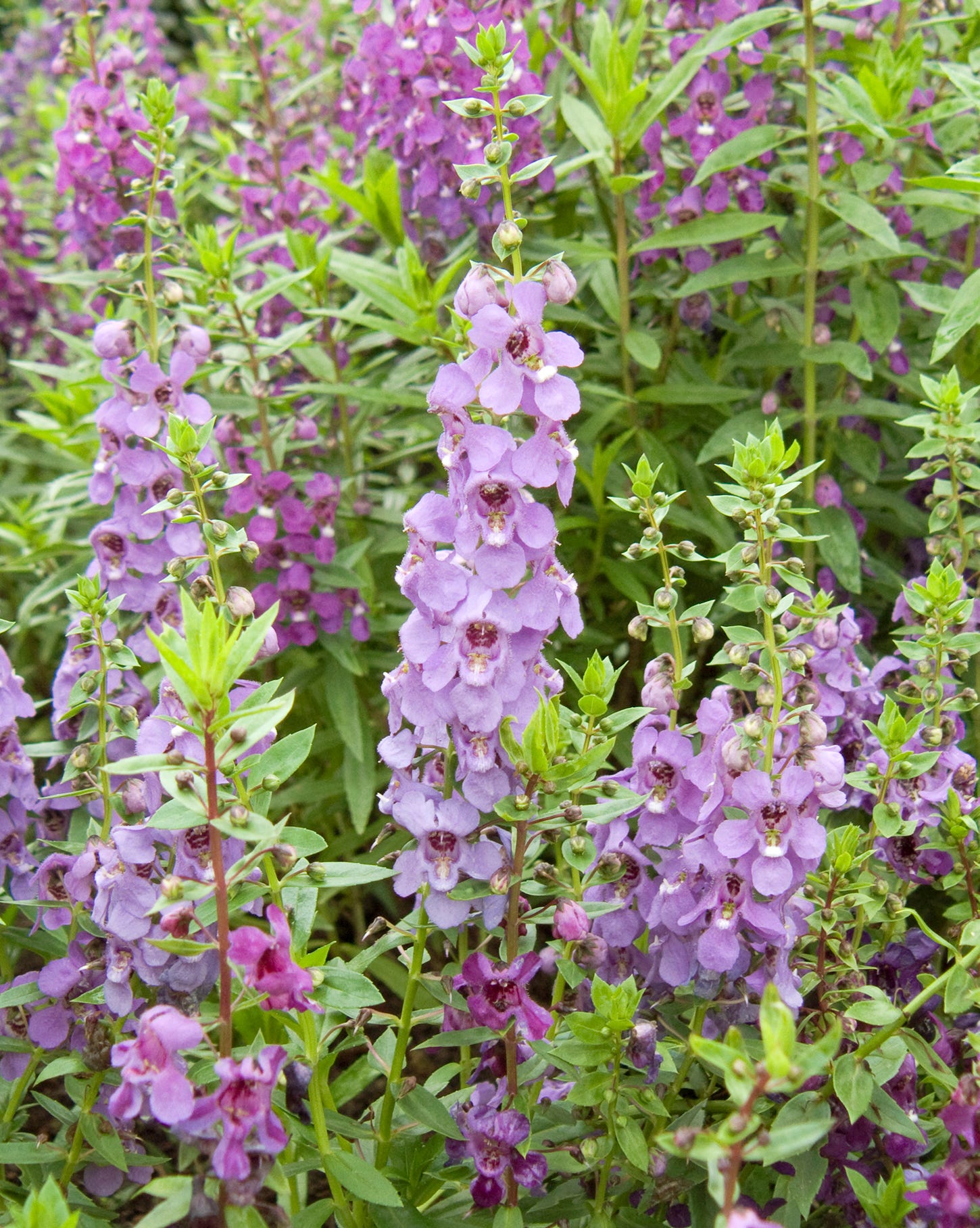 best annual flowers