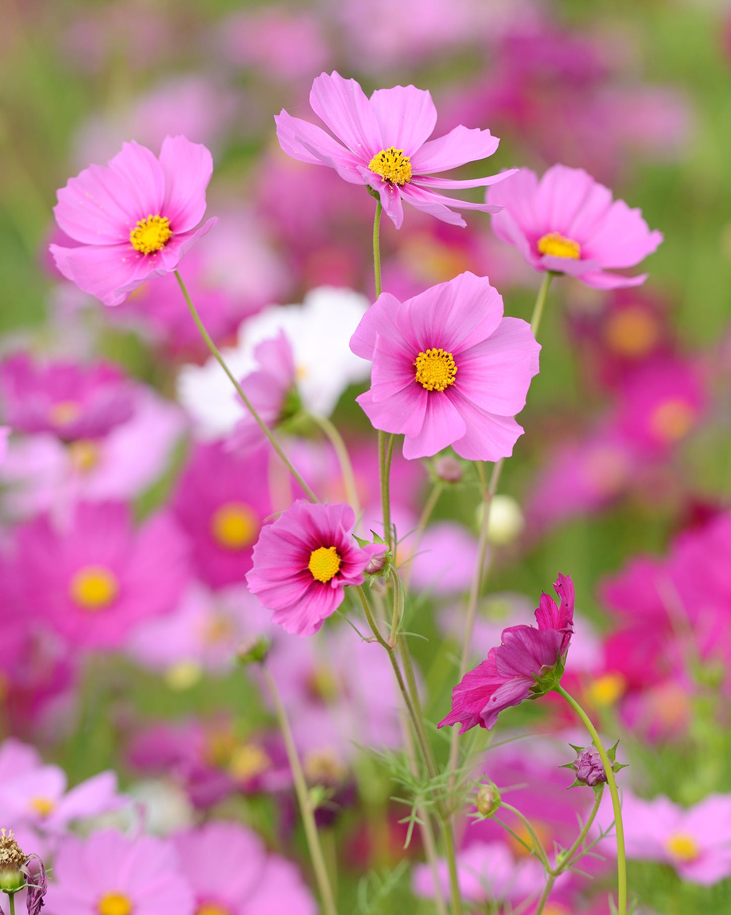 flowers to frow from seed cosmos