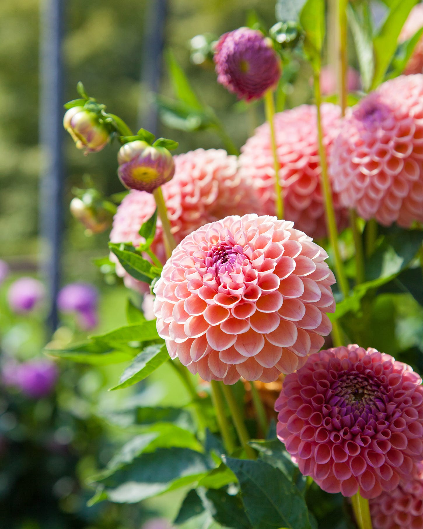 best annual flowers dahlias