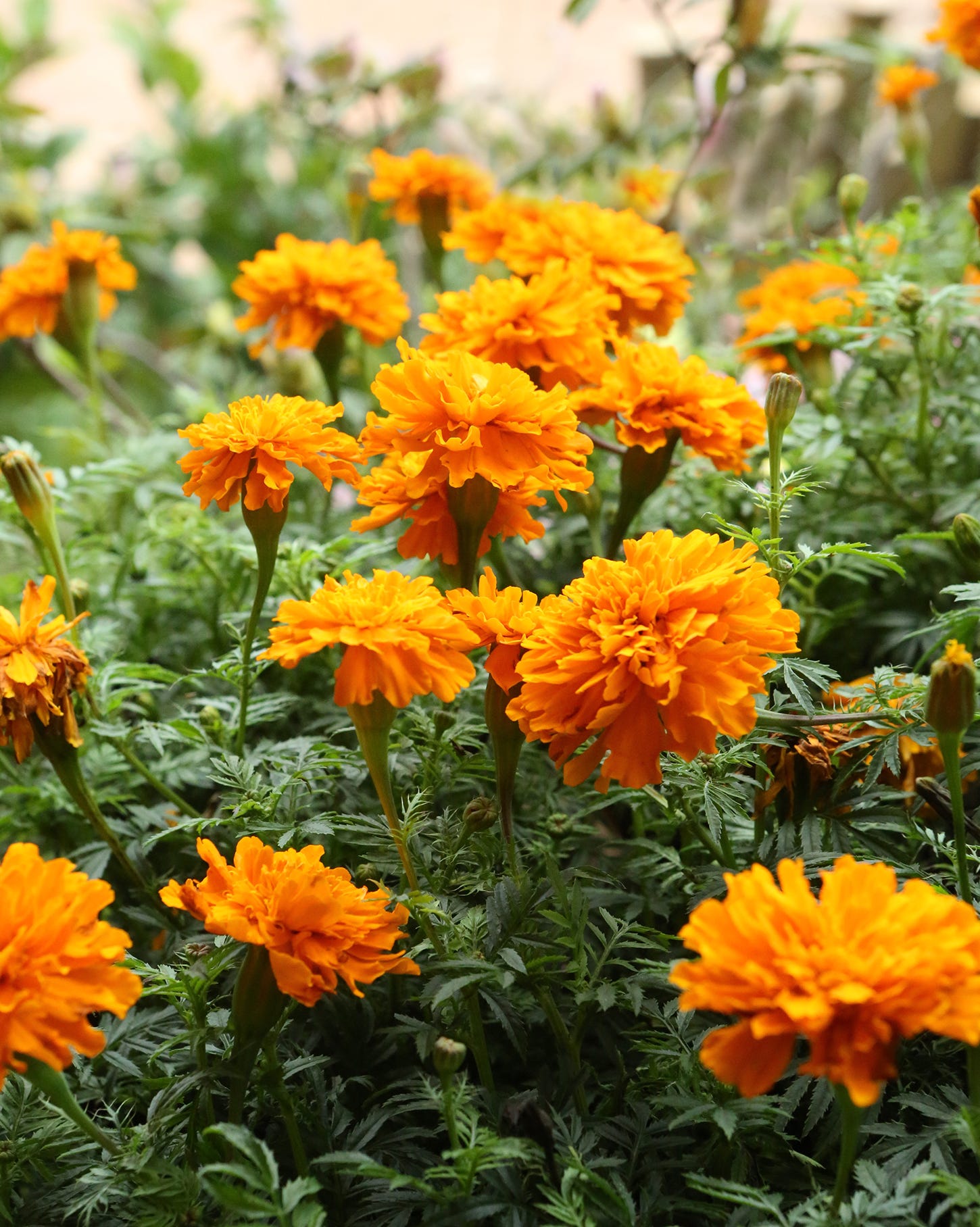 flowers to deadhead marigolds