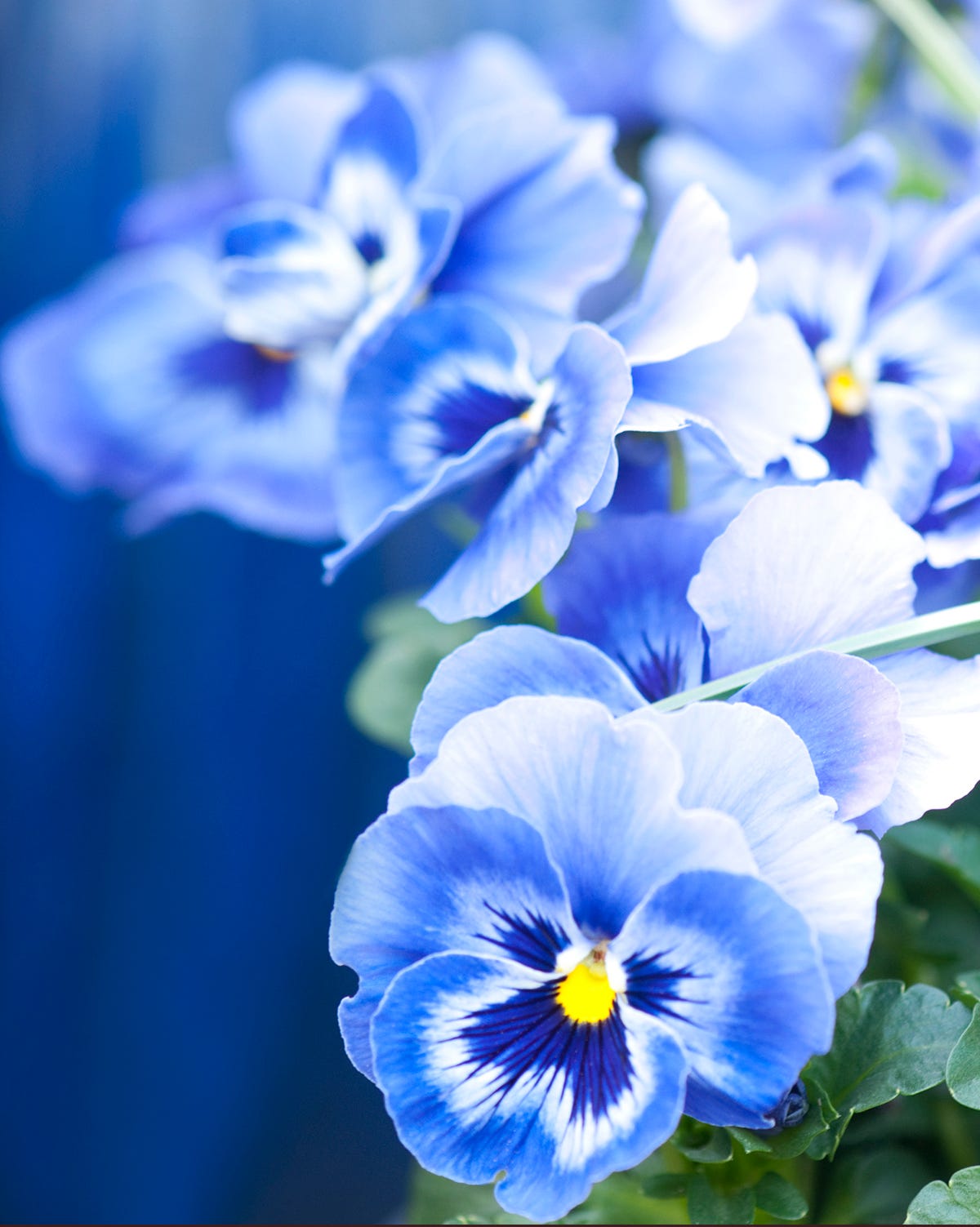 best annual flowers pansies