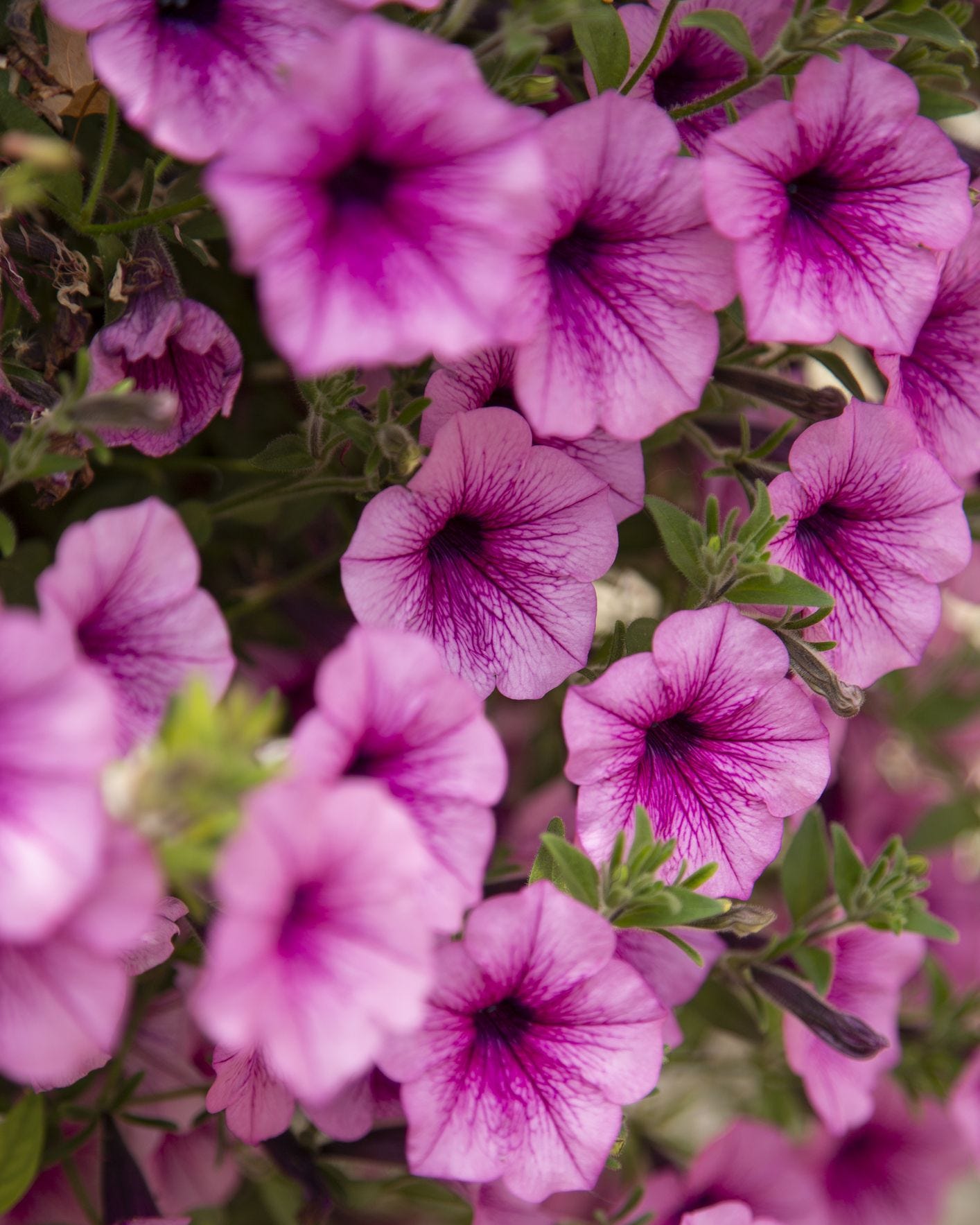 flowers to deadhead petunia
