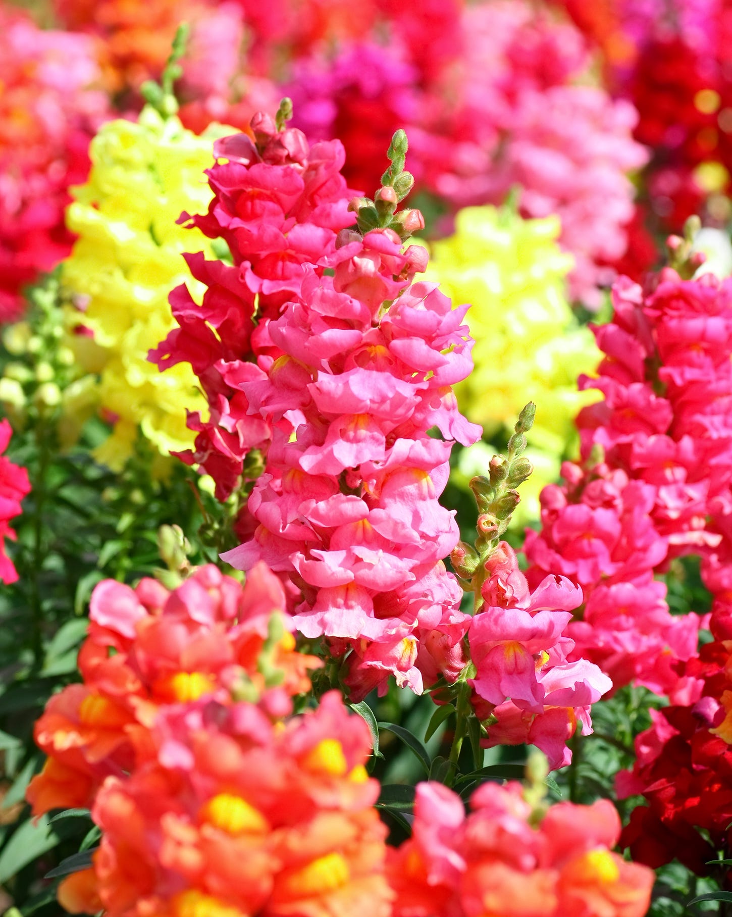 best annual flowers snapdragons