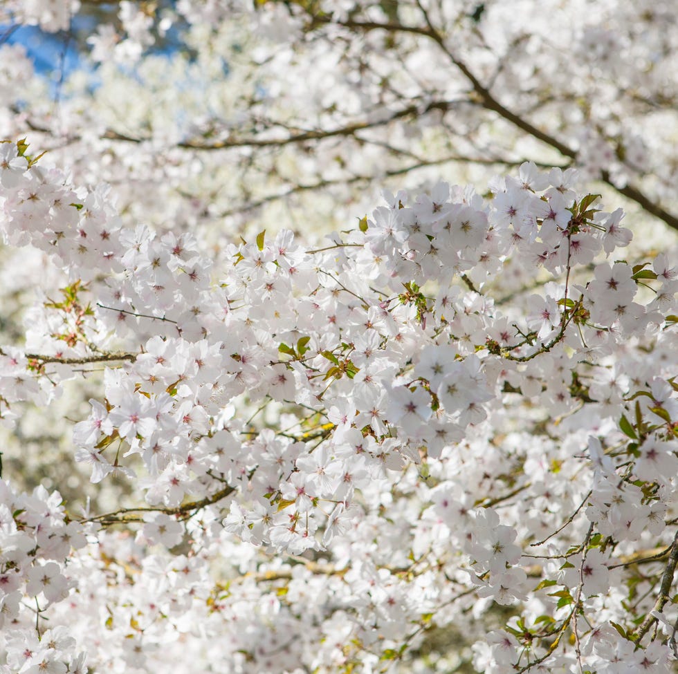 white cherry blossom tree