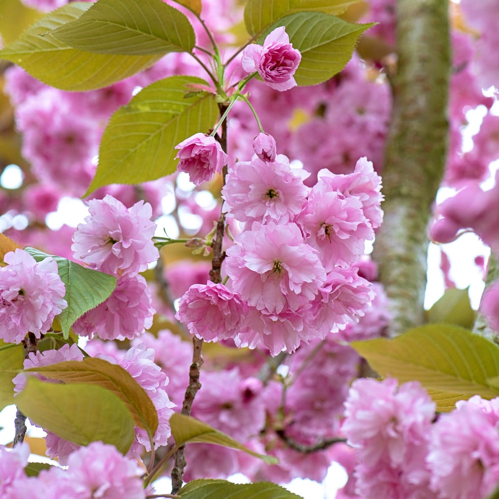 cherry blossom flowers on branches