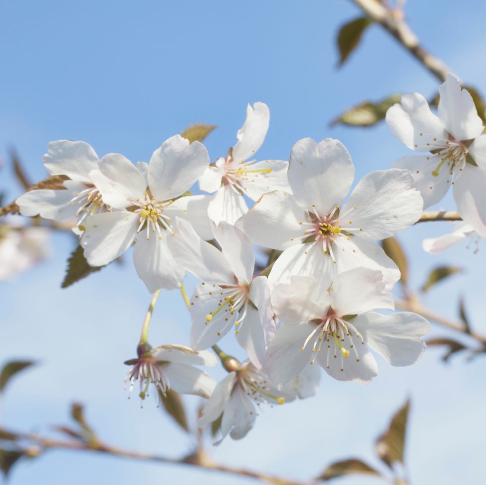 white flowers of the decorative garden cherry prunus 'pandora'