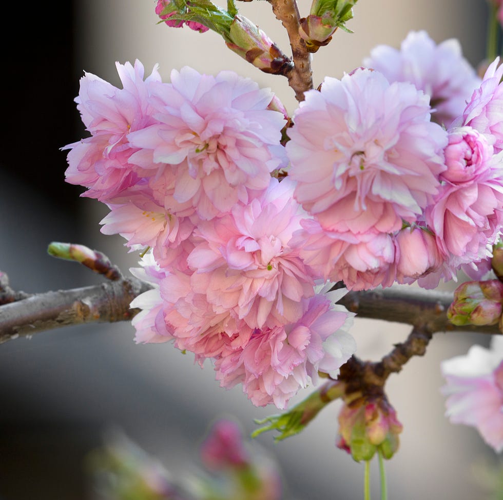 pink flowers prunus serrulata