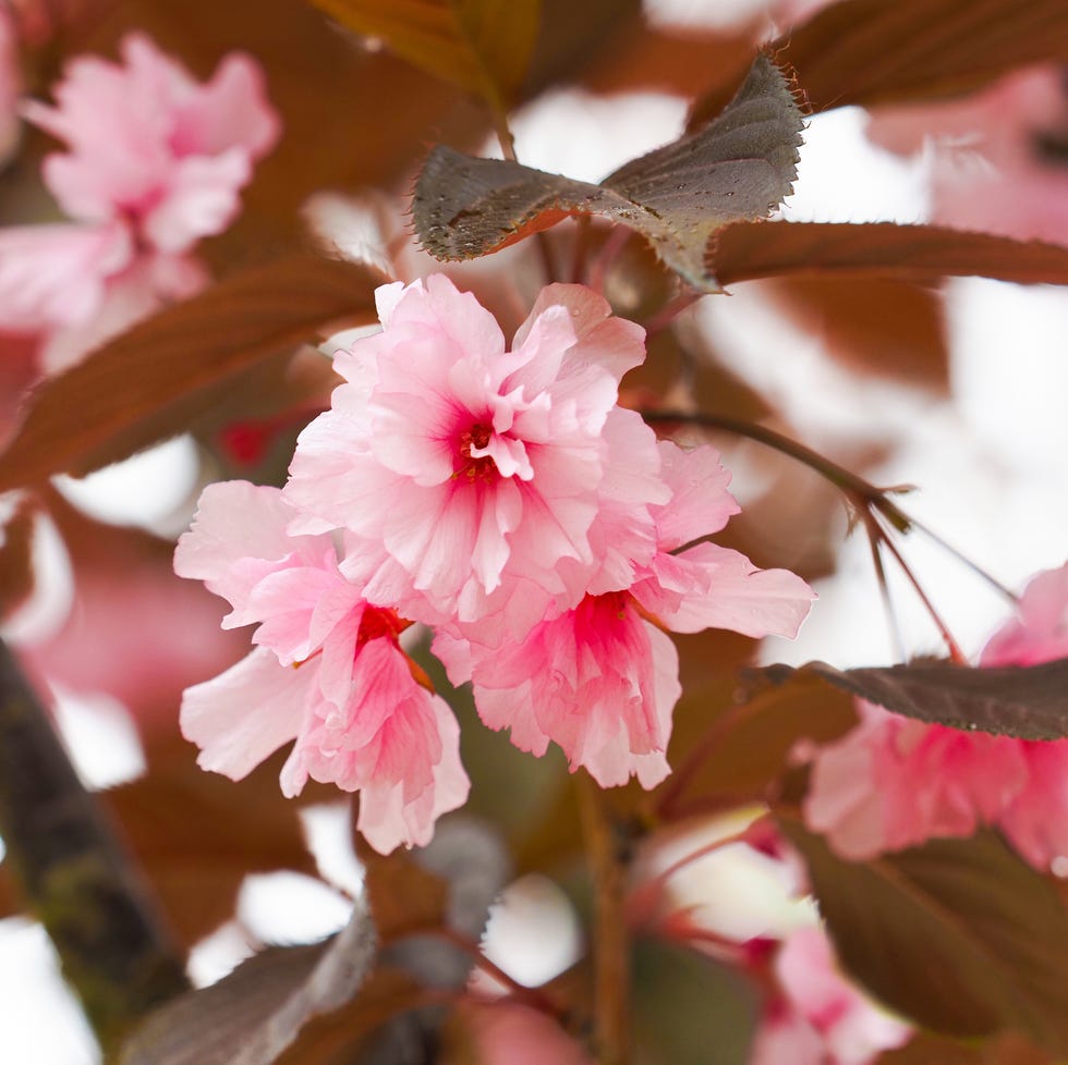 royal burgundy cherry tree