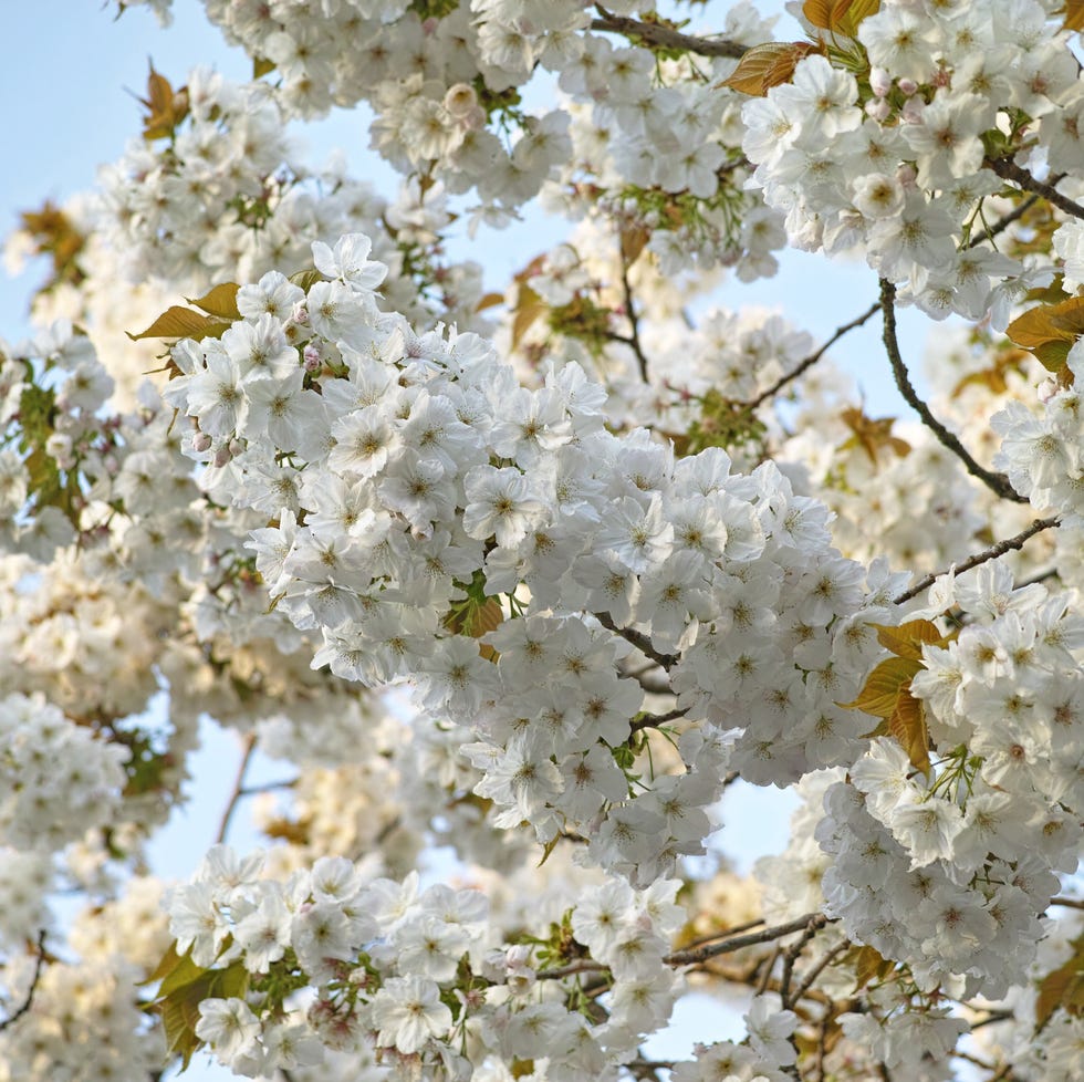 prunus tai haku tree