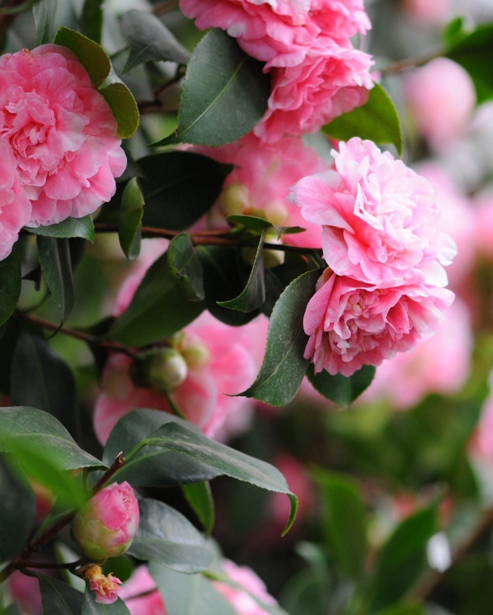 kamelie (camellia japonica), japanese camellia growing outside