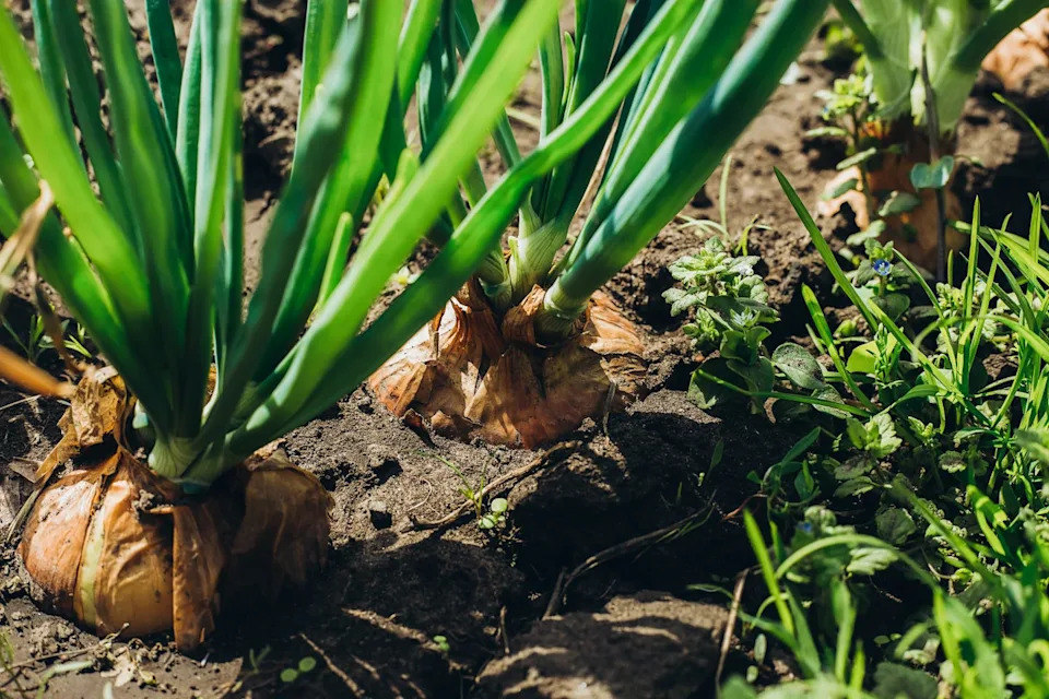 green onions grow from the ground. close up of the onion plantation. collecting onions in the garden.
