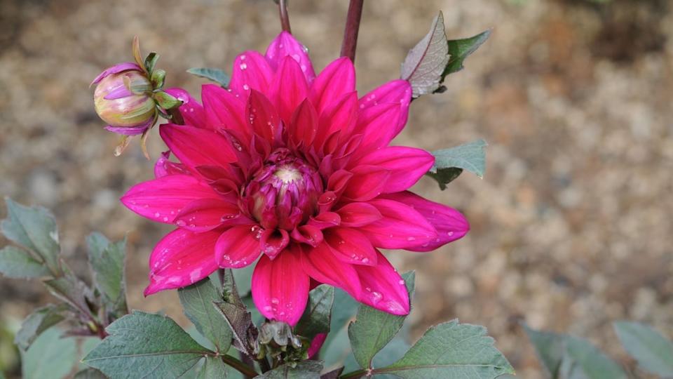 Dahlia is a genus of bushy, tuberous, herbaceous perennial plants native to Mexico. A member of the Asteraceae,related species include the sunflower, daisy, chrysanthemum, and zinnia.