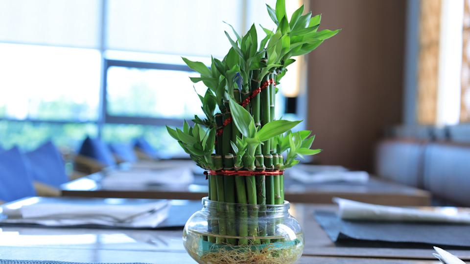 Lucky Bamboowisnupriyono &sol; Shutterstock&period;com
