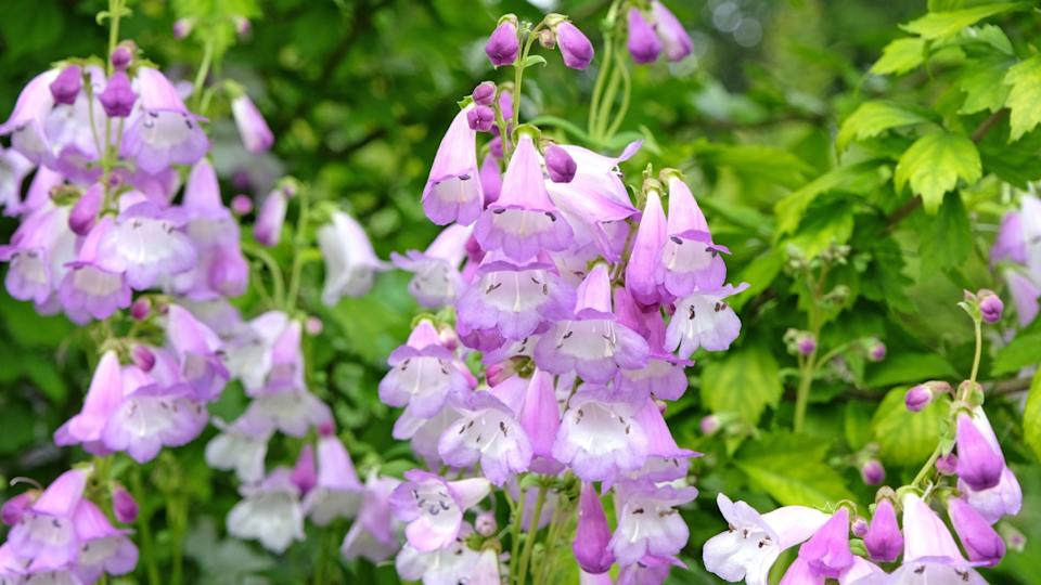 Pale purple and white penstemon, also known as foxglove beardtongue ‘Alice Hindley’ in flower.