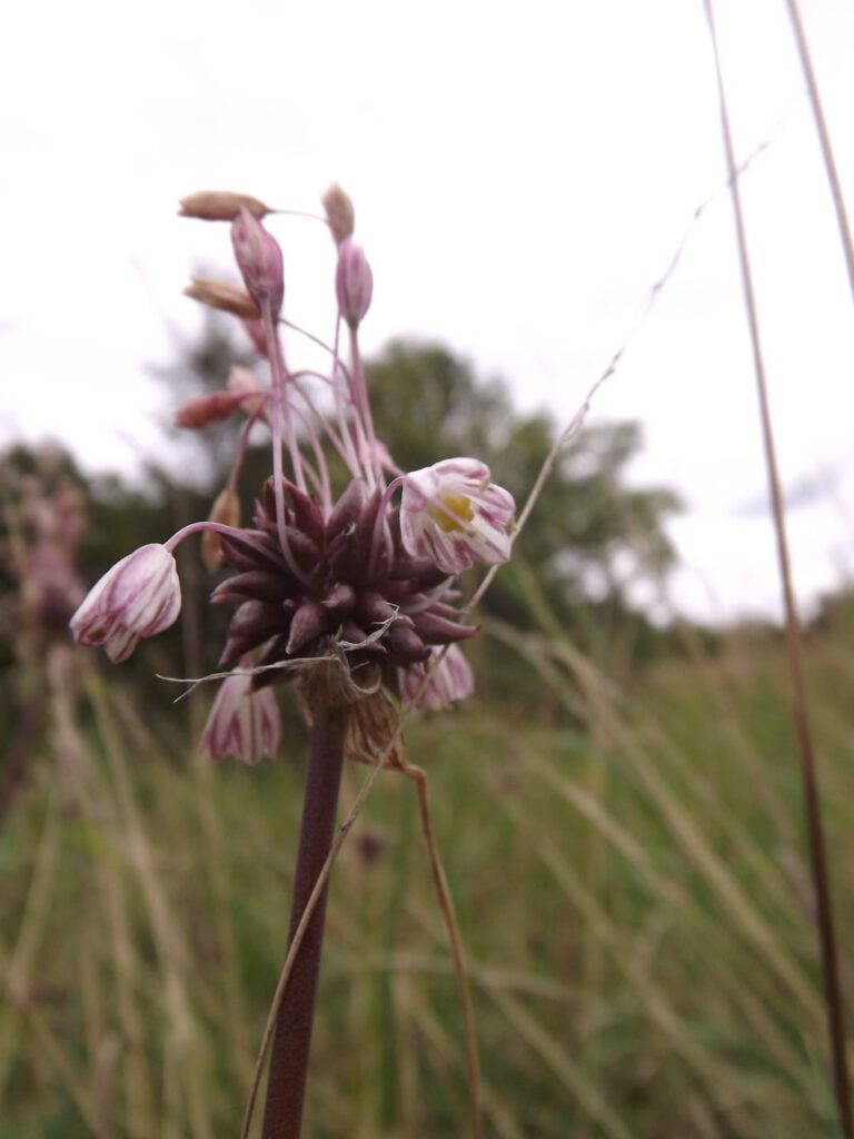 What species of garlic is this?