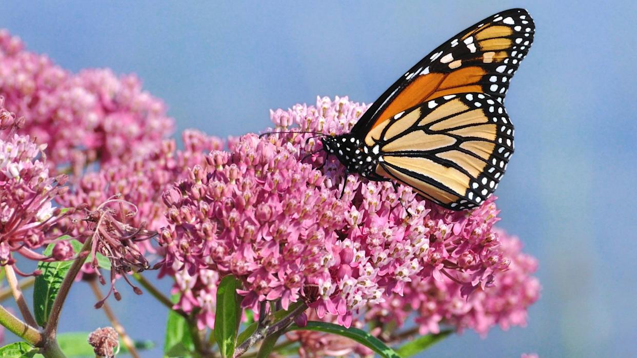 monarch butterfly on swamp milkweed.