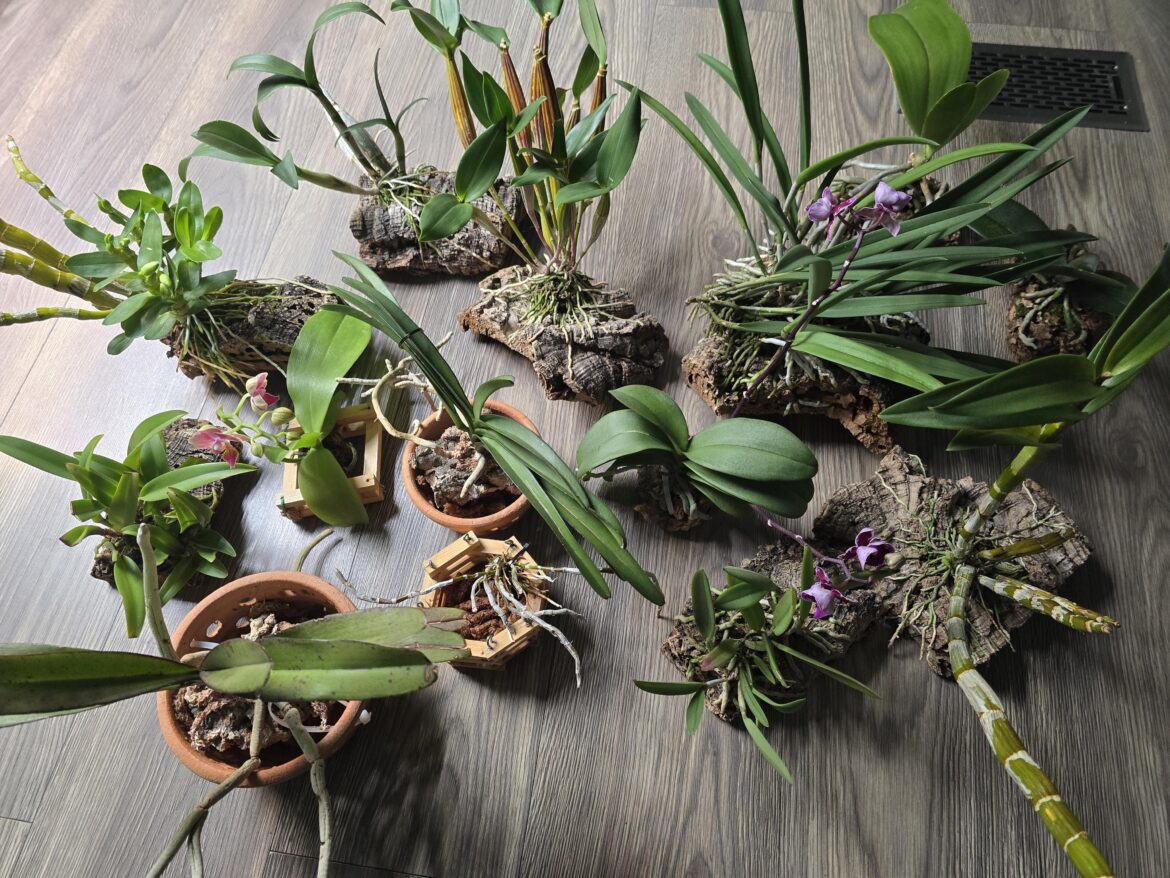 Monthly leaf cleaning