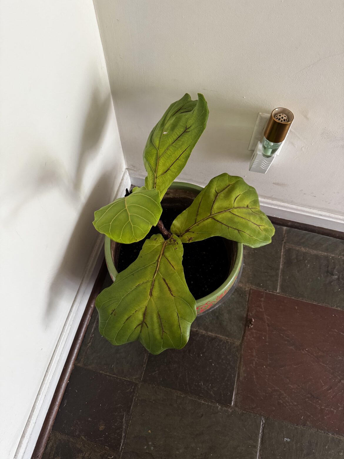 Is my fig leaf unredeemable? Is my fig leaf unredeemable?