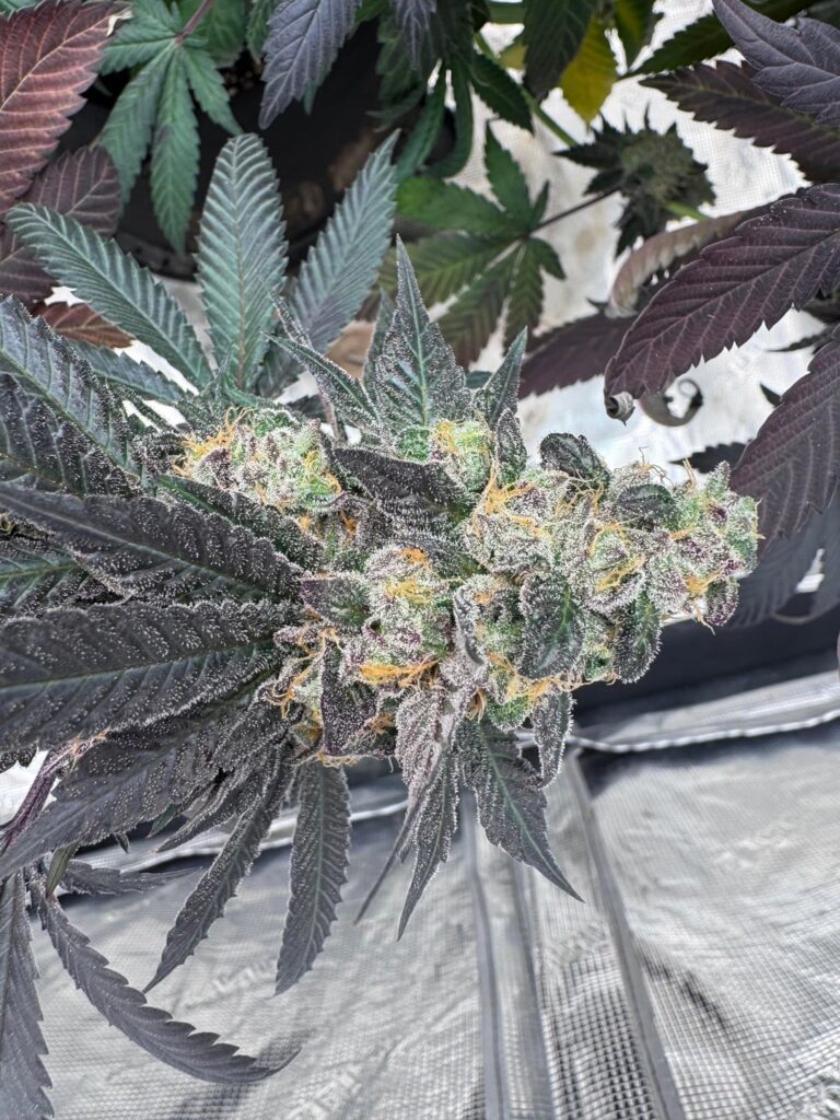 Week 10 Gasberry by Inhouse Genetics