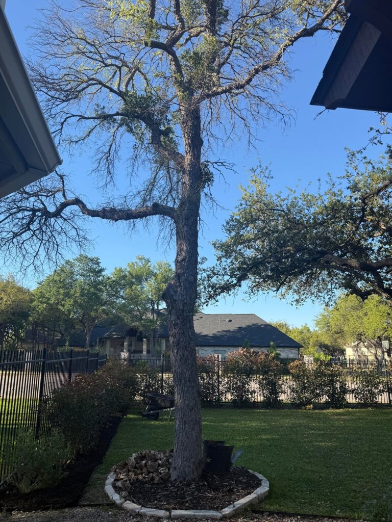 Is this tree ok? I mean physically, not mentally. It’s not showing much foliage year after year. (Also not sure what is growing on those little branches in pic 3)