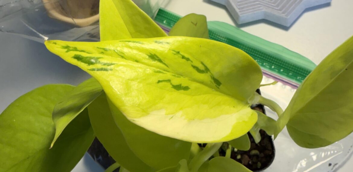 Sport Variegation on Neon Pothos?