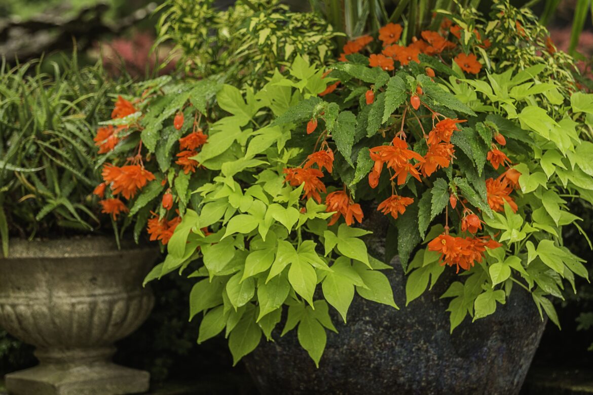 7 Reasons Begonia Flowers Deserve a Spot in Your Garden