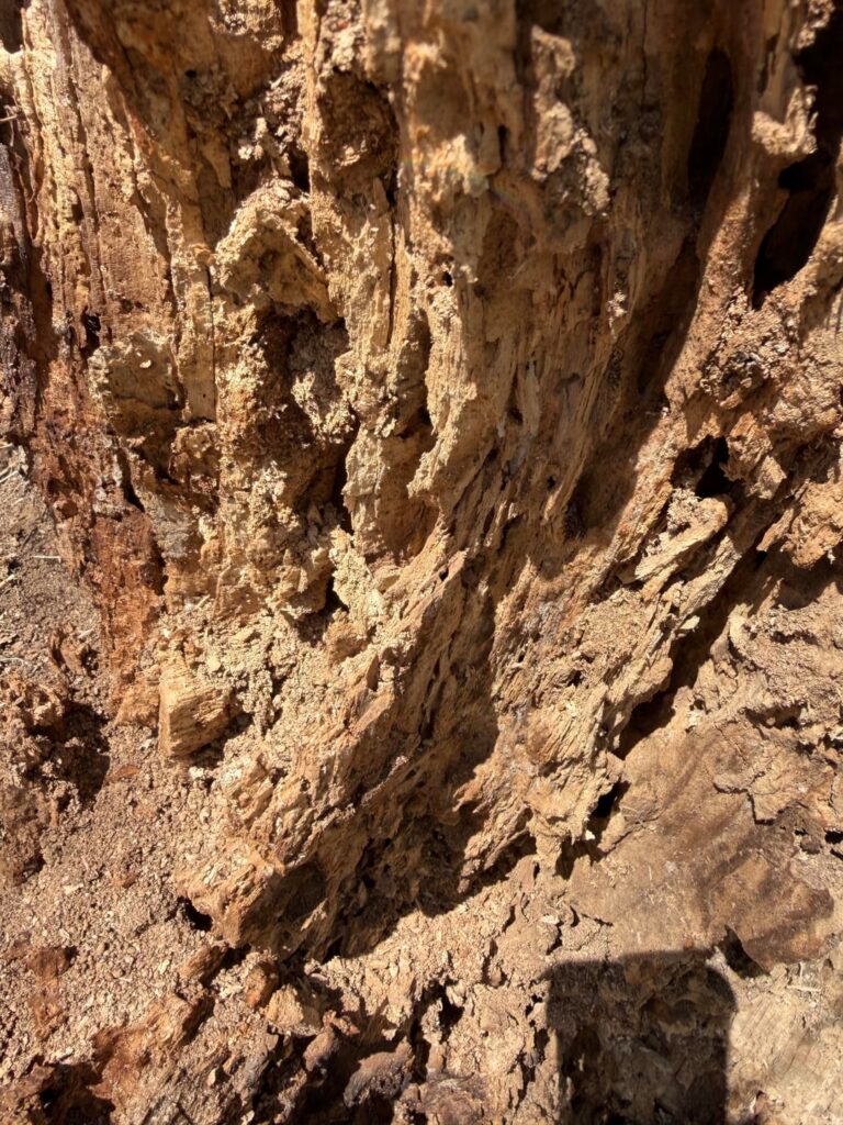 Tree stump that’s been around for around 2 decades disintegrating