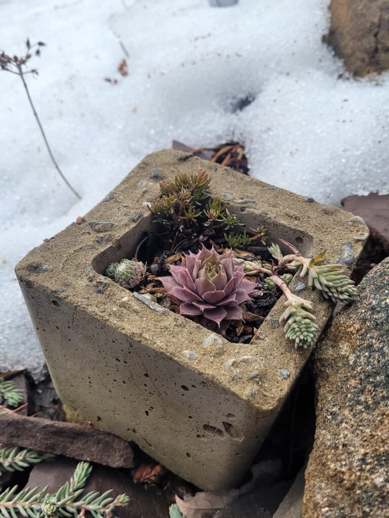 Semps and Sedums finally thawing after a long winter