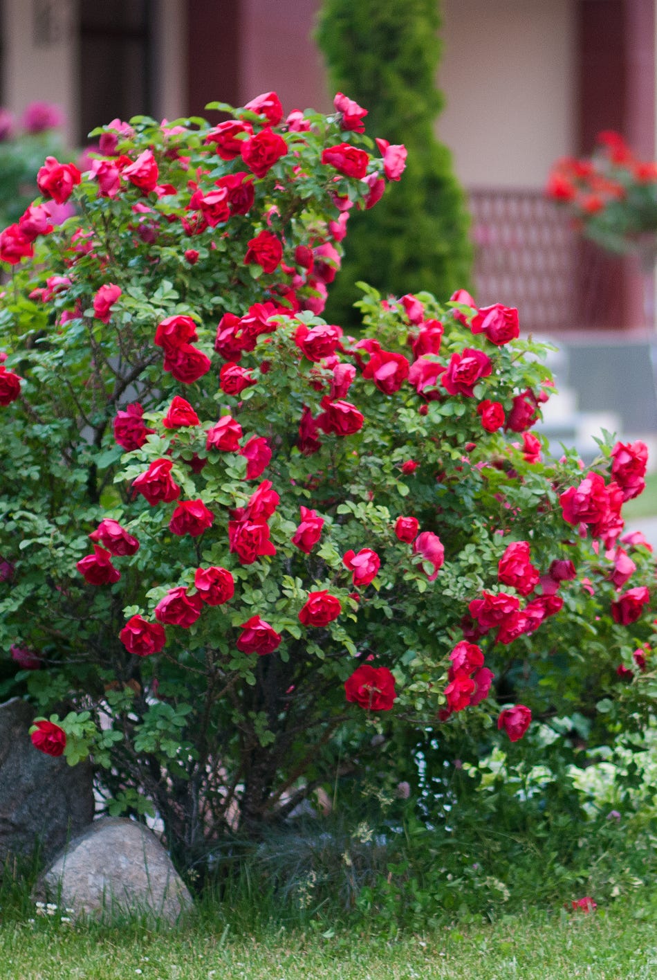best flowering shrubs shrub rose