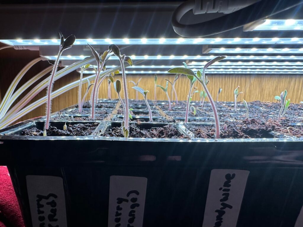 Seedling question: Repot the tomatoes, leave the peppers and cabbages?