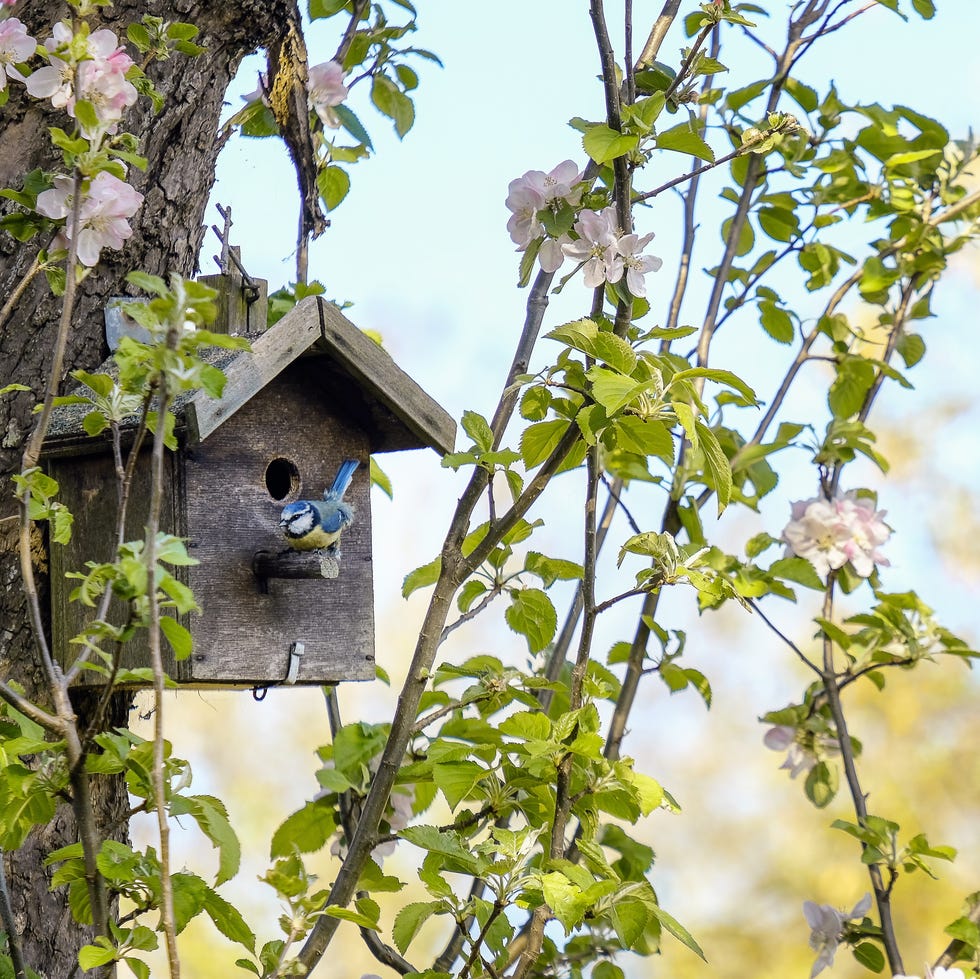blue tit outside its birdbox on a blossom pink apple tree at the end of the garden in springtime
