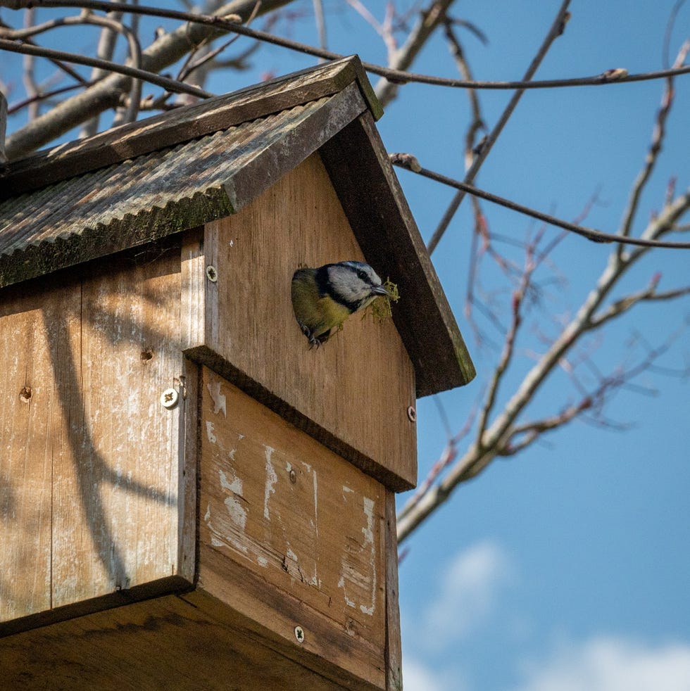 urban garden wildlife as bluetits, cyanistes caeruleus, build a nest of moss and twigs from a tree nestbox