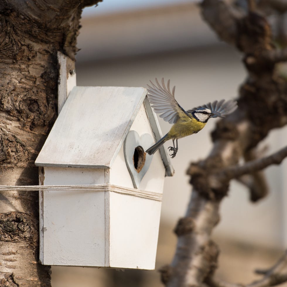 a blue tit bird extends its wings in an elegant manner as it flies out of its house shaped nest hanging from a cherry blossom tree in edinburgh, scotland, uk