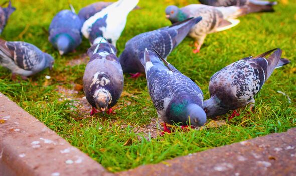 Picture of pigeons on a lawn