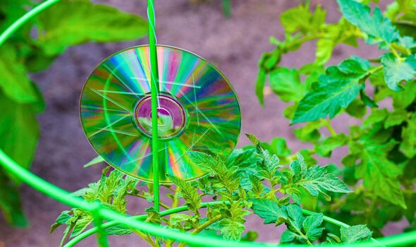 Picture of CDs hanging up in a garden