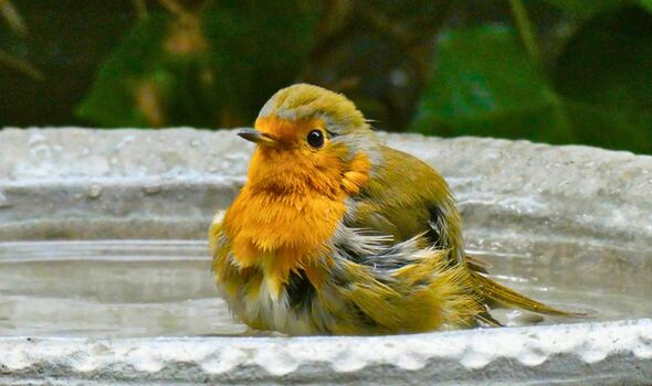 Picture of a robin enjoying a bird bath Picture of a robin enjoying a bird bath